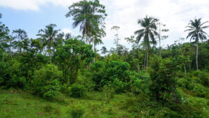 3 acre land for sale in ahangama