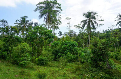 3 acre land for sale in ahangama