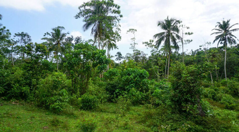 3 acre land for sale in ahangama