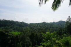 DSC03011