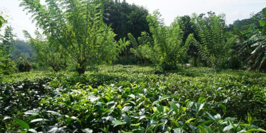 Tea plantation with paddy and jungle views for sale