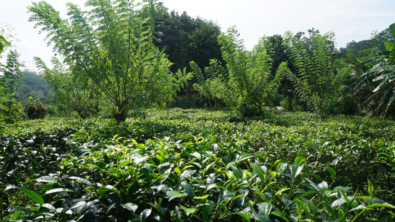 Tea plantation with paddy and jungle views for sale