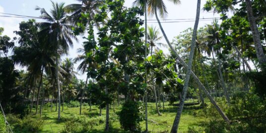 Land available for sale 137 Perch Kathaluwa