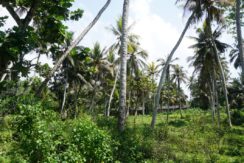 DSC03888