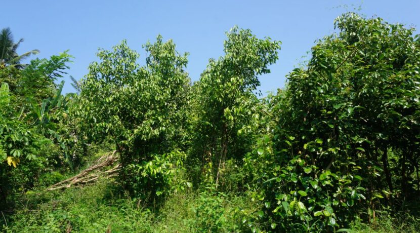 DSC04320