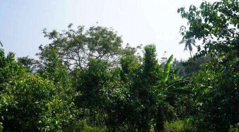 DSC04322