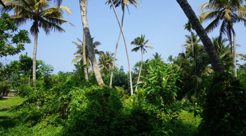 DSC06426