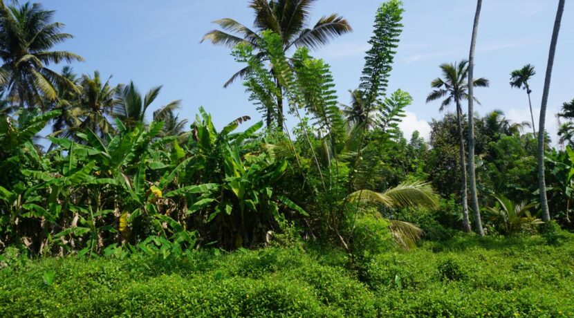 DSC06427