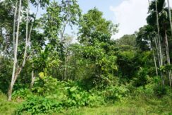 DSC05287