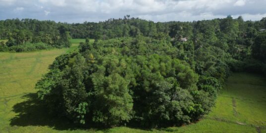 Elevated paddy view land