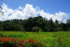 DSC00598