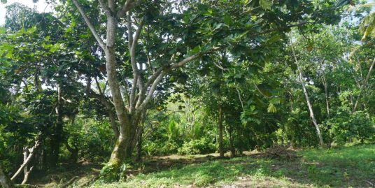 Build Your Dream Home with Beautiful Mangrove Backdrop