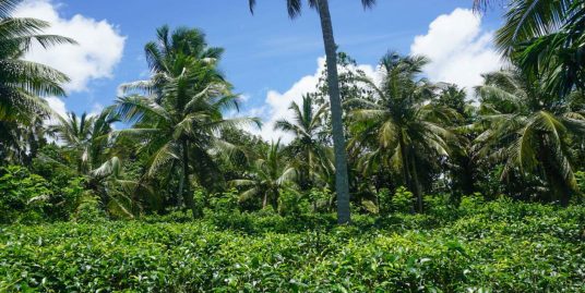 472 Perches Overlooking Lush Paddy Fields