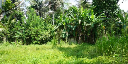 Great Potential for Custom Development in Midigama