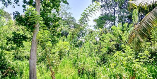 50 Perches Elevated Land with Jungle View