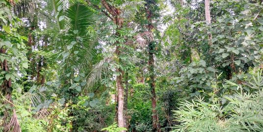 28 Perches Land in Ahangama 5 Minutes to Beaches