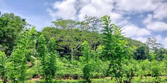 Build Your Signature Villa on Elevated Land