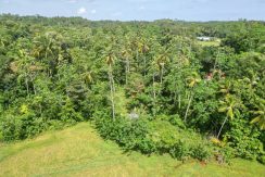 DJI_0536