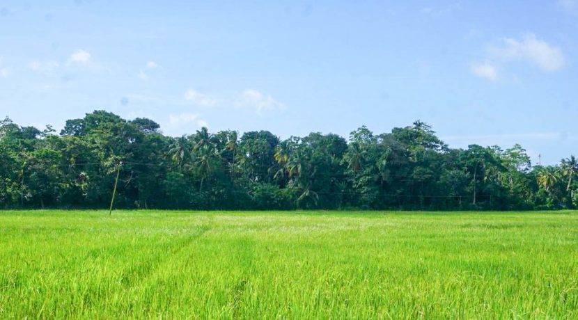 DSC01354