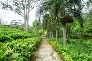 Tea plantation property with 5.6 acres for sale in Sri Lanka