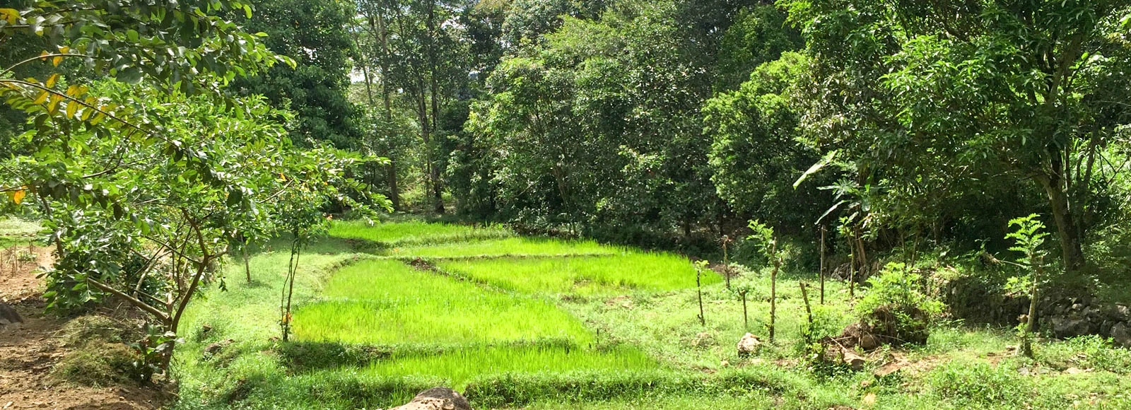Hilltop Estate with Organic Tea Plantation