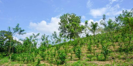 5-Acre Estate with 3-Acre Tea Plantation and 270° Views