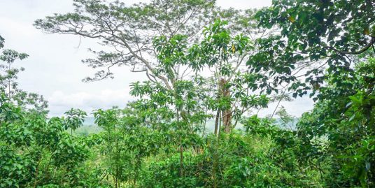 Open Land in Meepe Outside Galle with Panoramic Paddy and Mountain Views