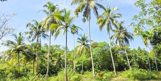 118 Perch Land Just 1.5km to Main Road – Midigama