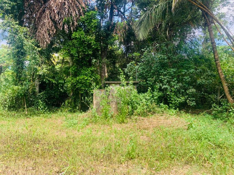 Serene Tropical Land Near Talalla Beach – A Rare Opportunity on Sri Lanka’s South Coast