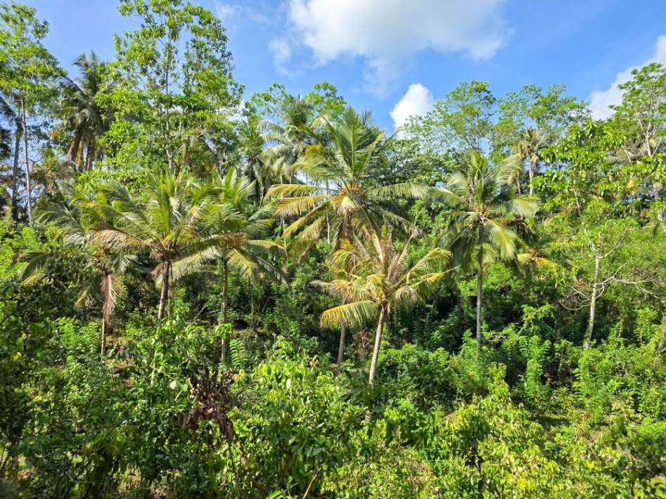 100 Perch Elevated Land in Ahangama