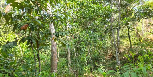 100 Perch Elevated Jungle View Land in Ahangama