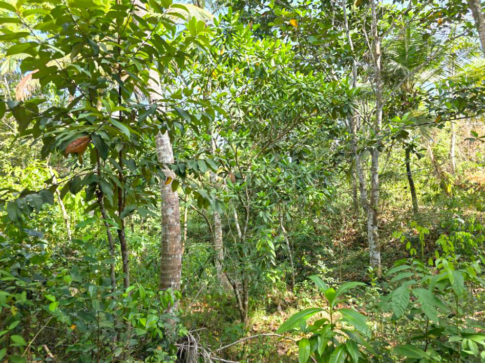 100 Perch Elevated Jungle View Land in Ahangama