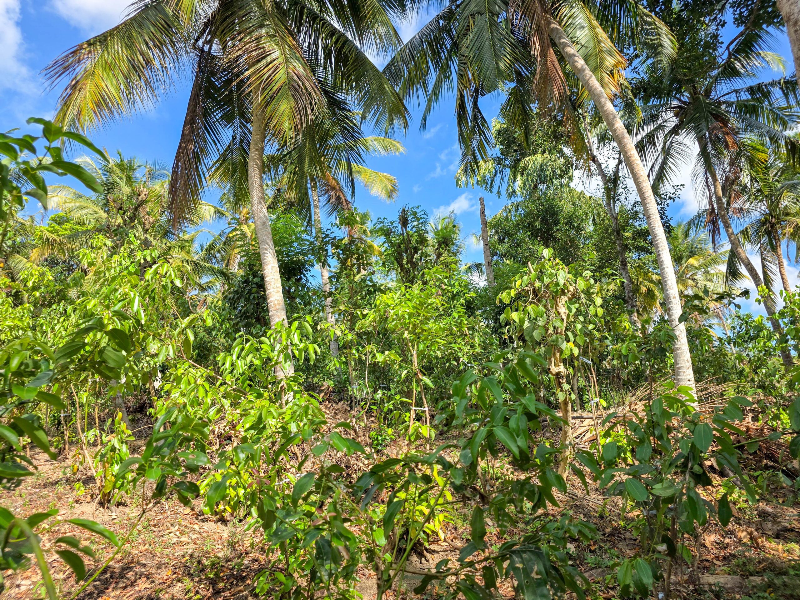 160 P Elevated Land great for a Private Villa or Cabana Concept- Ahangama