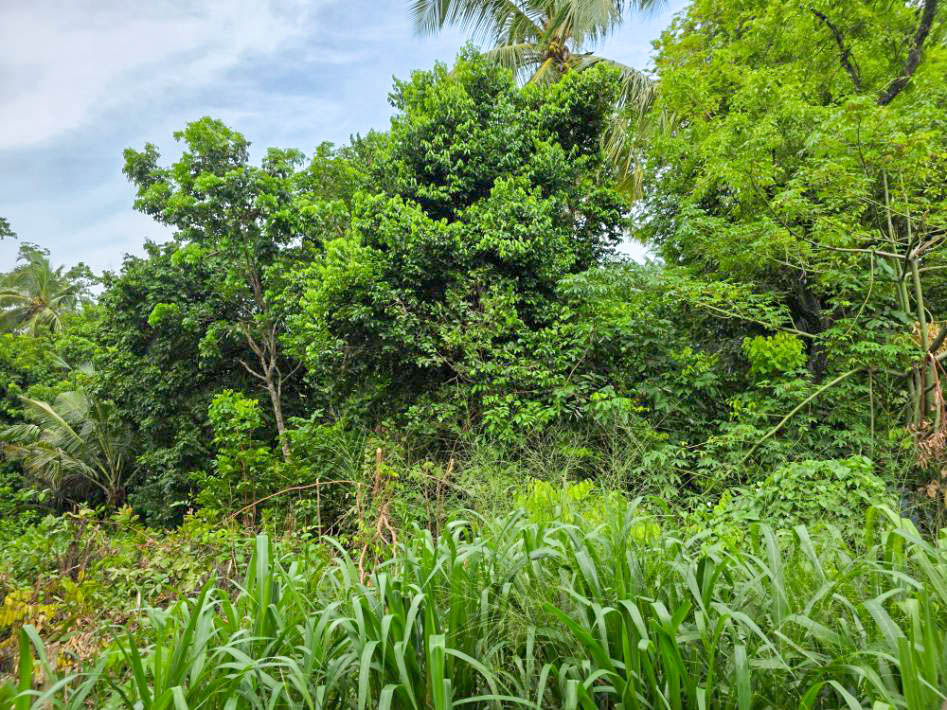 16.5P Land for Sale – Calm Residential Area in Ahangama