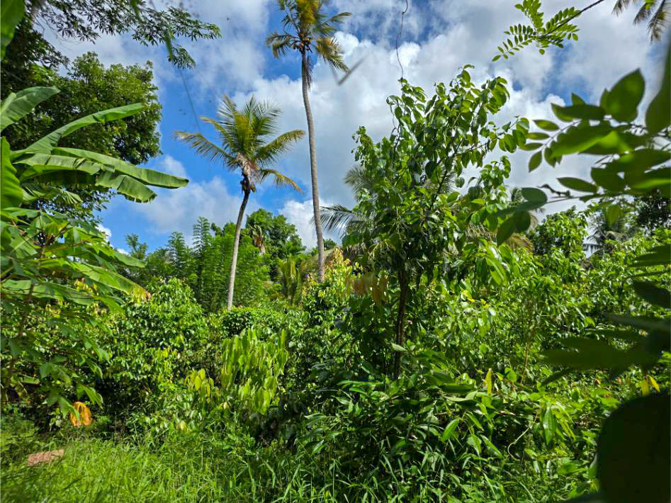 MIDIGAMA 43 P BARE LAND FOR SALE