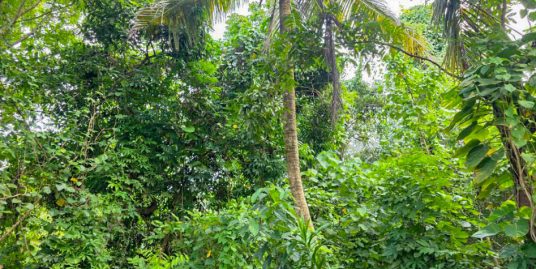 Midigama Bare Land with Paddy Views for Residential or Tourism Development