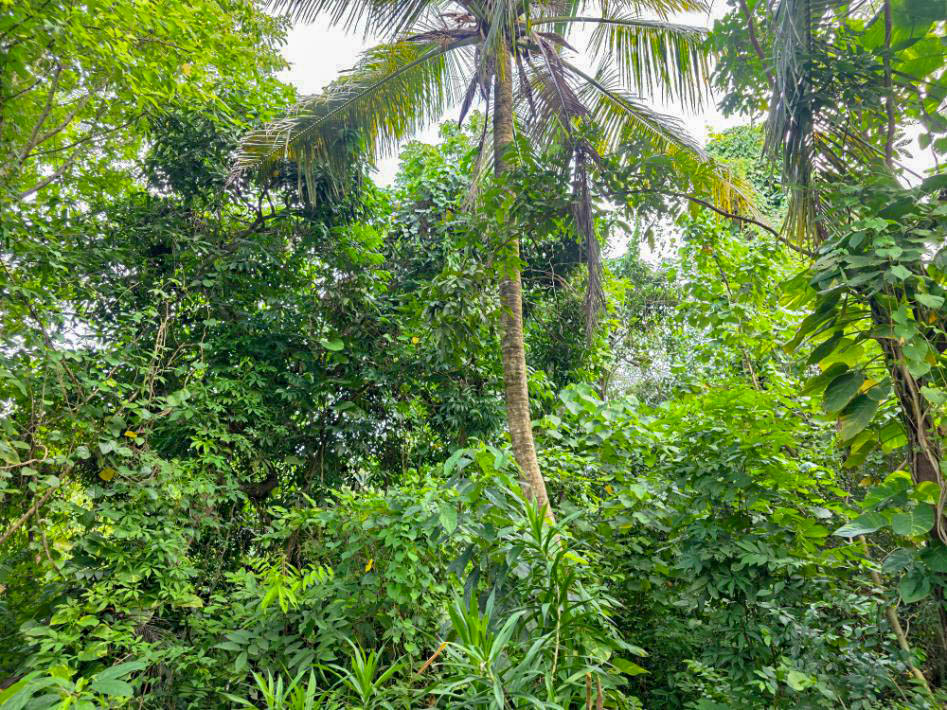 Midigama Bare Land with Paddy Views for Residential or Tourism Development