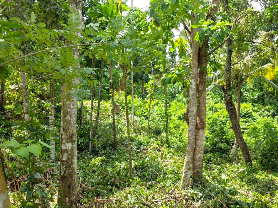 40 P Elevated Paddy View Land in Midigama