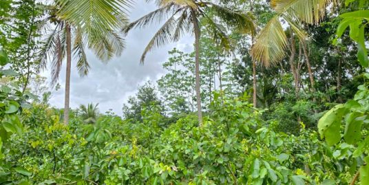 200 P Large Development Land with Mature Trees in Ibbawela