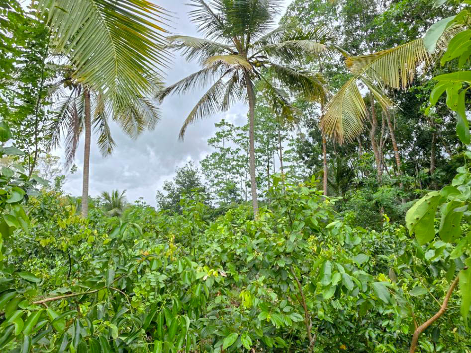 200 P Large Development Land with Mature Trees in Ibbawela